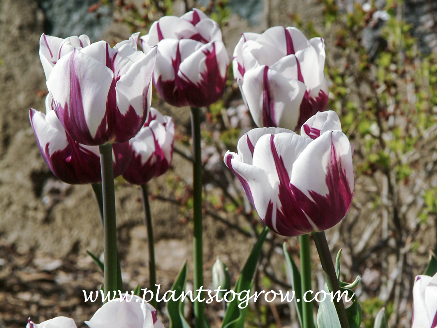 Tulip Zurel